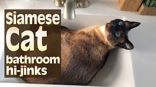 Siamese Cat bathroom hijinks [upl. by Ardnasela]