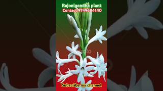 RojonigondhaTuberose flower 💐💐🥰🇮🇳✈️📲9749684140tendingshorts flowersvirelsupply plant nursery [upl. by Yllas]