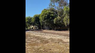 Red hen set at goolwa [upl. by Gwenny917]