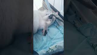 Cute cat  Yoga time yoga britishcatshorthair playtime britishcat shortvideo cat [upl. by Iarahs]