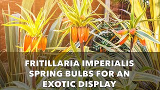 Growing Fritillaria imperialis Bulbs  Autumn Planting for Exotic Spring Flowers [upl. by Garrity]