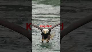 king bird fish bhared Super king [upl. by Waxler]