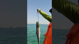 First kingfish on September 2024 season fishing seafood [upl. by Olsen675]