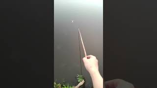 fishing fishingvideo carp I fish with a tree branch [upl. by Sivrahc]