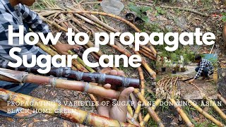 How to propagate Sugar Cane  Grow Your Own Sugar Cane [upl. by Nalyac]