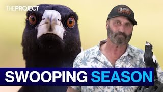 How To Survive Australias Magpie Swooping Season [upl. by Alyacim]