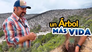 Un granito de arena PARA REFORESTAR LO QUE EL FUEGO DESTRUYÓ [upl. by Vivyanne]