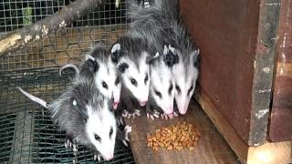 Baby Opossums Eating Breakfast at Earthshine Wildlife Rescue [upl. by Nnyl]