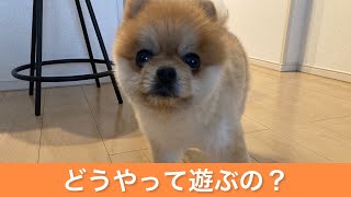 このおもちゃの使い方あっていますか？ pomeranian 포메라니안 ポメラニアン こたちゃん こたろう [upl. by Chien30]