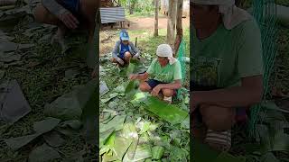 Banana leaves use for cooking bibingka [upl. by Callas]