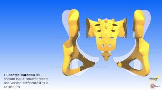 Les mouvements associés du sacrum avec los iliaque et le rachis lombaire [upl. by Llenrahc]
