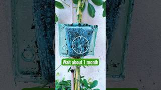 🪴 Easily Propagate Your Plants with This Simple Trick schefflera propagation [upl. by Anaeli]