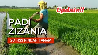 Update Padi ZIZANIA Pindah Tanam🌾😍🥰 [upl. by Adnowal]