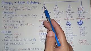 Diversity In Shapes Of Bacteria  Cocci Bacilli And Spiral Shapes  Class 11 [upl. by Essilem]