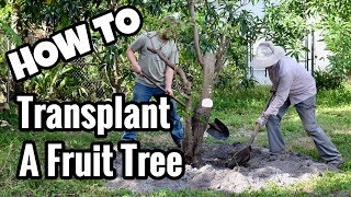 HOW TO Transplant a Tropical Fruit Tree [upl. by Iarahs548]