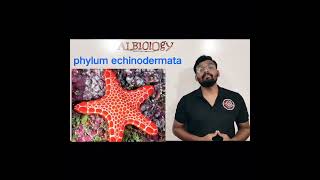 phylum Echinodermata  Animal classification  Viral Short  Avinash sir [upl. by Marylin295]