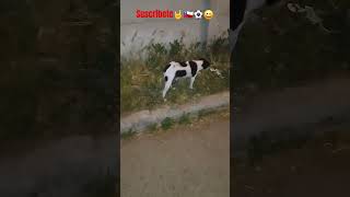 Fox terrier haciendo caquita ðŸ¤˜ðŸ‡¨ðŸ‡±âš½ï¸ðŸ˜€ [upl. by Sousa]