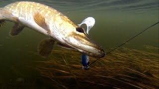 Pike fishing with lures softbait amp Lip Scull  dead bait Рыбалка щука на силикон и мертвую рыбу [upl. by Correy78]