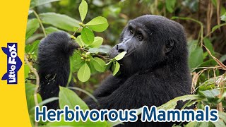 PlantEating Animals l Mountain Gorilla Flying Fox and More l Meet the Animals l Little Fox [upl. by Vigen]