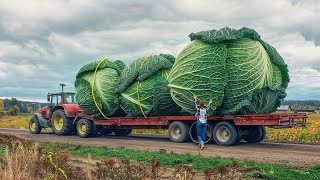 Absolutely Incredible Agriculture Machines That Are At Another Level [upl. by Fionna]