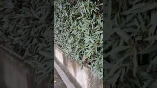 Liquidambar and Longan 楓香與龍眼 VID20241111071159 [upl. by Peltier]