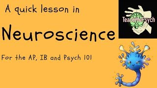 Neuroscience For Psychology [upl. by Granese379]