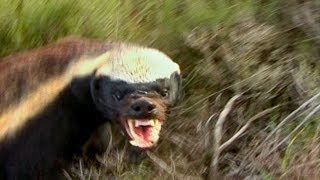 How NOT to Keep Away from a Honey Badgers Teeth  Deadly 60  Earth Unplugged [upl. by Mulford]