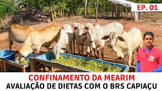 Iniciamos um Confinamento de Bezerros para Avaliar Dietas com o BRS Capiaçu [upl. by Azeret745]