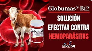 GLOBUMAS B12 SOLUCION EFECTIVA CONTRA HEMOPARÁSITOS [upl. by Nirot]