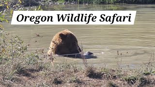 Oregon Wildlife Safari 2024 Tour [upl. by Magdalen475]