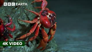 50 Million Red Crabs Take An Epic Trek to the Coast  Perfect Planet  4K UHD  BBC Earth [upl. by Nwahsuq]