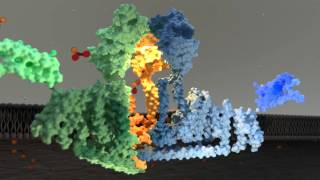 Piezo1 Ion Channel Gating Mechanism [upl. by Rawden]