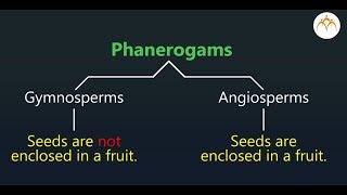 Phanerogams [upl. by Labotsirc]