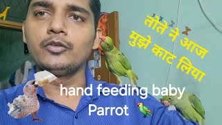 Baby Parrot Hand Feeding Sikhen  Handfeeding to a Baby Parrot [upl. by Grindle]