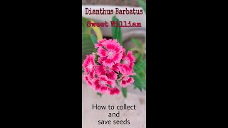 How to collect seeds of Sweet William  Dianthus Barbatus [upl. by Afas496]