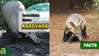 Aardvark  Everything You Need to Know  Description Habitat Facts Diet and More [upl. by Etnomal]