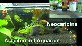 Neocaridina Zwerggarnelen praktische Aquaristik mit Garnelen im Aquarium arbeiten [upl. by Enirehs850]