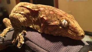 Leachianus Gecko Giant New Caledonian [upl. by Noll]