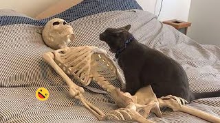 Funny Dogs And Cats Videos 2023 😅  Best Funniest Animal Videos Of The Month 🥰👌 1 [upl. by Giulia]