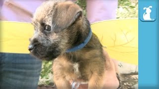 Border Terrier Puppy is a Beautiful BUMBLEBEE  Puppy Love [upl. by Clerissa]