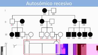 Lec21 Genética humana Análisis de patrones herencia monogénicos en genealogías umh1144 201415 [upl. by Ennyrb666]