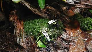 Dendrobates tinctorius nikita [upl. by Oilalue]