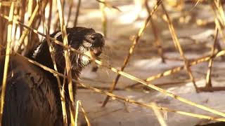 Otter catches fish on frozen stream  Grenadier Pond High Park Toronto [upl. by Francklyn]