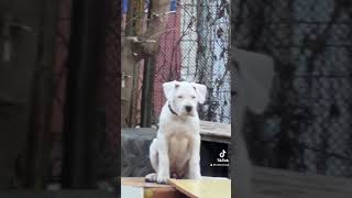 Dogo argentino family Lithuania dogoargentinopuppies dogoargentinadogs [upl. by Adnilreh]