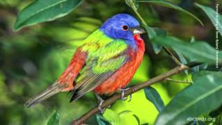 Painted Bunting Song [upl. by Leviram]