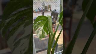 Monstera albo new leaf [upl. by Williamson822]