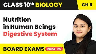 Nutrition in Human Beings Digestive System  Life Processes  Class 10 Biology Chapter 5 [upl. by Eugilegna]