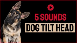 5 Sounds To Make Your Dog Tilt Head [upl. by Reemas730]