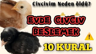 Civcivler üşüdü 🐤🐥🐓 [upl. by Glimp]