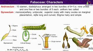 Fabaceae Family FeaturesMorphological and Floral Characteristics of Fabaceae [upl. by Aik]